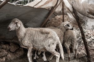 Group of sheep.